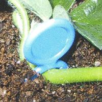 槍木産業 ミニプラ君青1000本入 6.4cm 2100836 1袋(1000本)（直送品）