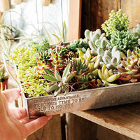 ヘッズ ブリキトレイ-M ZYU-BTM 1個