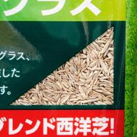 カネコ種苗 西洋芝のタネ 512 Jガーデングラス 800ml 281899 1個（直送品）