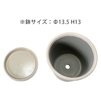 ポッシュリビング グロッシーポット ムーンミスト 4号鉢 受け皿付き 植木鉢 おしゃれ 観葉植物 282819 1個（直送品）