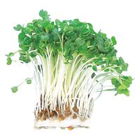 アーテック 水耕栽培でカイワレダイコンを育てよう 55430 1セット(1個×2)