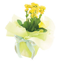 【ケース販売】シモジマ HEIKO フラワーラッピングロール グラデーション NO.1 006777500 1ケース(5本入)（直送品）