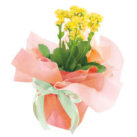 【ケース販売】シモジマ HEIKO フラワーラッピングロール グラデーション NO.2 006777501 1ケース(5本入)（直送品）