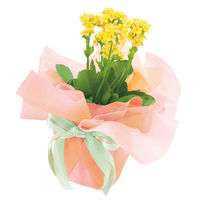 【ケース販売】シモジマ HEIKO フラワーラッピングロール グラデーション NO.3 006777502 1ケース(5本入)（直送品）