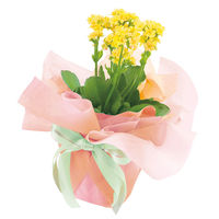 【ケース販売】シモジマ HEIKO フラワーラッピングロール グラデーション NO.4 006777503 1ケース(5本入)（直送品）