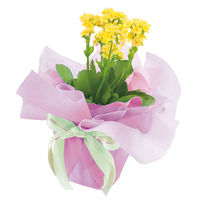 【ケース販売】シモジマ HEIKO フラワーラッピングロール グラデーション NO.5 006777504 1ケース(5本入)（直送品）