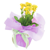 【ケース販売】シモジマ HEIKO フラワーラッピングロール グラデーション NO.6 006777505 1ケース(5本入)（直送品）