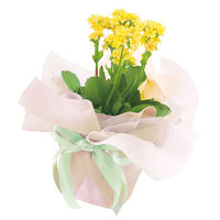 【ケース販売】シモジマ HEIKO フラワーラッピングロール グラデーション NO.10 006777509 1ケース(5本入)（直送品）