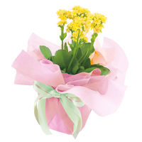 【ケース販売】シモジマ HEIKO フラワーラッピングロール グラデーション NO.11 006777510 1ケース(5本入)（直送品）