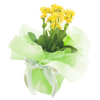 【ケース販売】シモジマ HEIKO フラワーラッピングロール グラデーション NO.13 006777512 1ケース(5本入)（直送品）