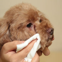 涙やけイヤー 50ml 犬 猫 目やに対策　4512063171406　1個