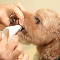 初めての歯磨きシート 30枚入　4512063151514　1個