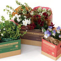 ヘッズ グリーンフォレストカートンコンテナ4-レッド(120枚) GFR-CT4 1セット(120枚:20枚×6パック)（直送品）