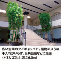 タカショー トネリコ株立 2.2m GD-220（直送品）