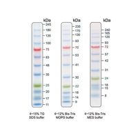 アズワン BLUeye Prestained Protein Ladder プロテインラダーマーカー PMB12-0500 1個（直送品）