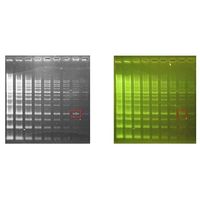 アズワン Novel Green Plus DNA染色試薬 LD003-0500 1個 61-9703-41（直送品）