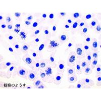 ナリカ 体細胞分裂観察セット G40-5812 1セット(2セット)（直送品）