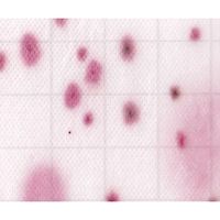 JNC MCーMedia Pad YM 真菌(カビ・酵母)用(1000枚) SK05A25 1ケース(1000枚) 2-5838-63（直送品）