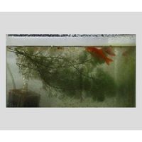 アズワン 抗菌防藻防かび剤(KENIFINE(TM)) M 1個 2-718-02（直送品）