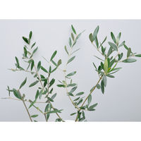 未来アグリス　インタープランツネット　陶器L・シリーズ【植物：オリーブ】　　　　　　（直送品）