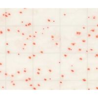 JNC MCーMedia Pad 一般生菌用 (100枚) SK99B25 1箱(100枚) 2-5838-01（直送品）