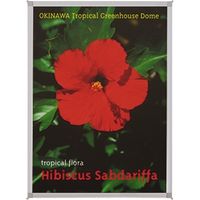 ジョインテックス マルチパネル 10枚 B193J-A3 1箱（直送品）