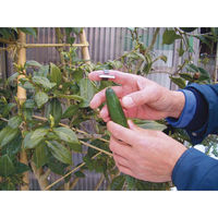 浅野木工所 収穫カッター I型 桑ツミ 09370 1個（直送品）