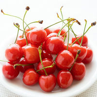 【お中元ギフト・のし付き】紅秀峰（さくらんぼ）［500ｇ］　fw-beni500　1個（直送品）