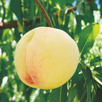 【お中元ギフト・のし付き】岡山の桃［6玉］　OKM50L　1個（直送品）