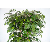 岩や 人工樹木／人工観葉植物　ベンジャミン寄植 A-0002 1個（直送品）