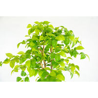 岩や 人工樹木／人工観葉植物　ナツツバキ A-0025 1個（直送品）