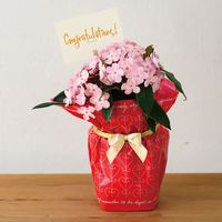 ヘッズ スイートハートOPPポットカバー-4 250枚(50枚×5) SHA-RE4 1セット(250枚入)（直送品）