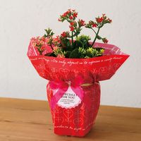 ヘッズ スイートハートOPPポットカバー-5 250枚(50枚×5) SHA-RE5 1セット(250枚入)（直送品）