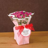 ヘッズ シルキーピンクOPPポットカバー-4 250枚(50枚×5) SIP-PI4 1セット(250枚入)（直送品）