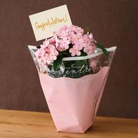 ヘッズ シルキーピンクOPPポットカバー-6 250枚(50枚×5) SIP-PI6 1セット(250枚入)（直送品）