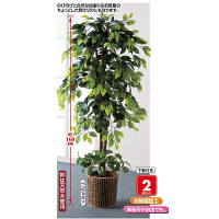 ファミリー･ライフ 人工観葉植物 ベンジャミン2個セット　（直送品）