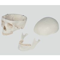 ErlerーZimmer 骨格モデル 178cm 2960 1個 8-8311-01（直送品）