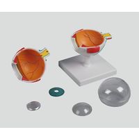 ErlerーZimmer 眼球6分解モデル 100×100×120 F210 1個 8-8315-01（直送品）