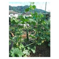 渡辺泰 つるものネット 18cm菱目 L (1.8x3.6m) 4903702201330 1個（直送品）