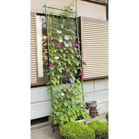 第一ビニール 緑のカーテンネット　1.8X3m 4968438012247 1個（直送品）