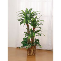 ファミリー・ライフ 人工観葉植物 2点セット（ベンジャミン&幸福の木） 幅700×奥行200×高さ1400mm（直送品）