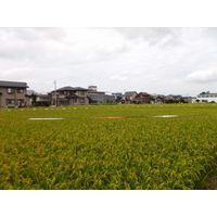 コンパル 防鳥OH金銀テープ 5巻 11mm×90m 10110095 1セット(5巻)