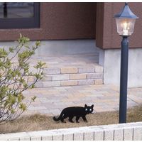 コンパル ガーデンキャット 73598 1個