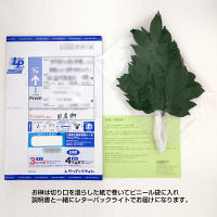 クボデラ 神棚用 国産お榊（さかき） 高さ30cm 2本1組 SK-SP1（直送品）