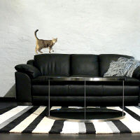 東京ステッカー かわいい 猫 写真 岩合光昭「ねこウォールステッカー02」SS TSー0082ーASS （直送品）