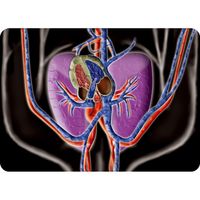 アーテック サイエンスチェンジングカード（心臓） 8900 5枚（直送品）