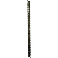 ケルン 窓付カルテブックスリムタイプ 30穴 グレー X KB900-30SX 1セット（5冊）（直送品）