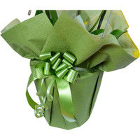 【生花】リーフ 胡蝶蘭大輪2本立ち18輪以上【グリーンラッピング済み】 観葉植物 1WW0209/WG01（直送品）