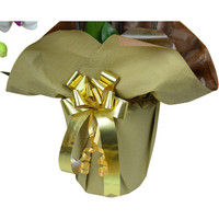 【生花】リーフ 胡蝶蘭大輪2本立ち18輪以上【ゴールドラッピング済み】 観葉植物 1WW0209/WK01（直送品）