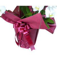 【生花】リーフ 胡蝶蘭大輪2本立ち18輪以上【赤ラッピング済み】 観葉植物 1WW0209/WR01（直送品）